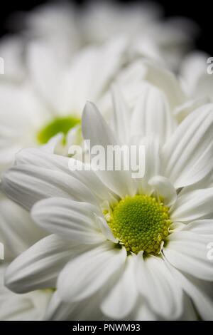 Tulipes et Orchid sur fonds sombres Banque D'Images