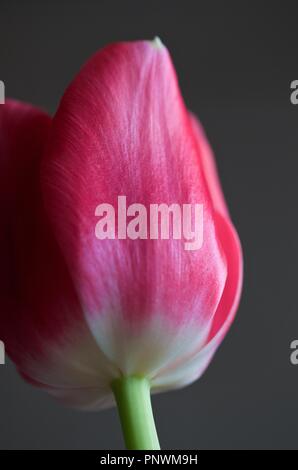 Tulipes et Orchid sur fonds sombres Banque D'Images