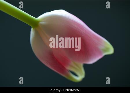 Tulipes et Orchid sur fonds sombres Banque D'Images