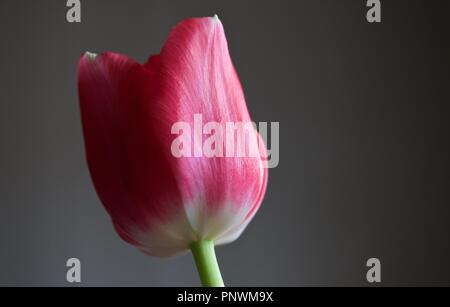 Tulipes et Orchid sur fonds sombres Banque D'Images