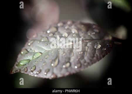 Divers jardin fleurs, belles couleurs luxuriantes de pétales, avec beaucoup de flou. Macro Banque D'Images