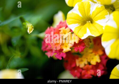 Divers jardin fleurs, belles couleurs luxuriantes de pétales, avec beaucoup de flou. Macro Banque D'Images