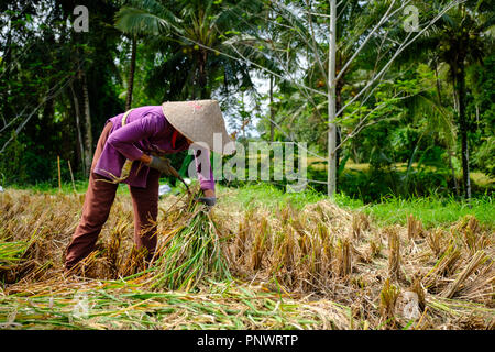 La récolte du riz dans une rizière près de Ubud, Bali, Indonésie Banque D'Images