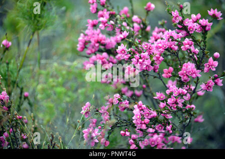Fleurs rose profond de la Native australienne Rose, le Boronia serrulata, famille des Rutacées, Royal National Park, Sydney, NSW, Australie. La floraison de printemps. Banque D'Images