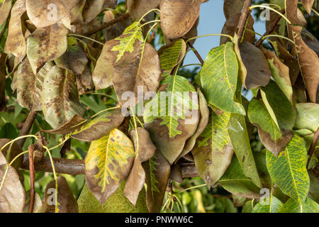 Feuilles de maladie et les vignes de poires close-up de dommages à la pourriture et les parasites. Le concept de protection de la pear garden Banque D'Images