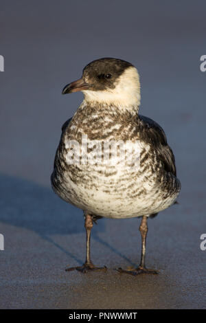 Alimentation skua Pommarine Banque D'Images