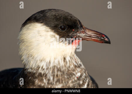 Alimentation skua Pommarine Banque D'Images