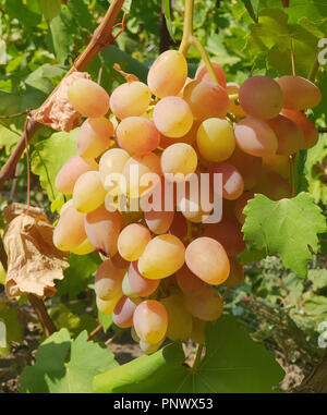 Les raisins de table rose sur la vigne. Gros plan de la grappe de raisin dans la lumière du soleil. Banque D'Images
