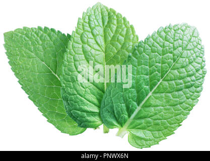 Trois feuilles de menthe feuilles de menthe ou isolé sur fond blanc. Banque D'Images