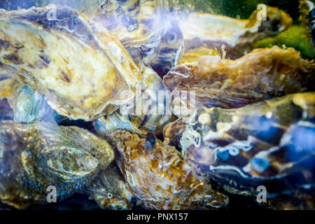 Vivre les huîtres sont dans l'aquarium, réservoir traditionnel au restaurant de fruits de mer à vendre, les coquillages. Banque D'Images