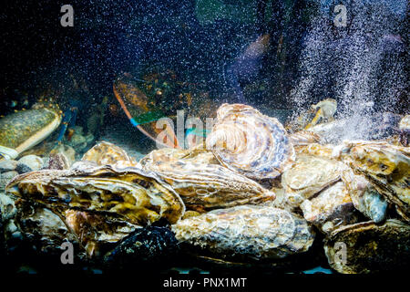 Vivre les huîtres sont dans l'aquarium, réservoir traditionnel au restaurant de fruits de mer à vendre, les coquillages. Banque D'Images