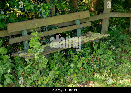 Assise en bois antique en place par sentier envahi Banque D'Images