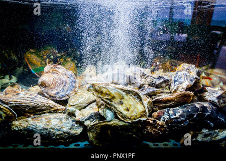 Vivre les huîtres sont dans l'aquarium, réservoir traditionnel au restaurant de fruits de mer à vendre, les coquillages. Banque D'Images