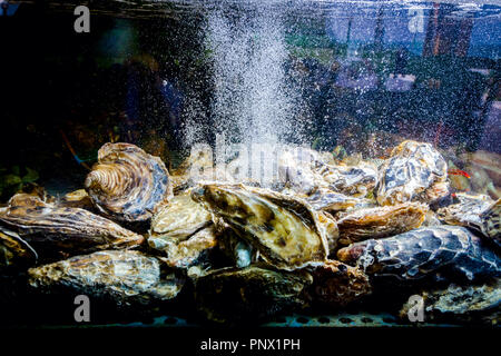 Vivre les huîtres sont dans l'aquarium, réservoir traditionnel au restaurant de fruits de mer à vendre, les coquillages. Banque D'Images