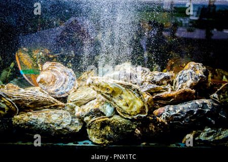 Vivre les huîtres sont dans l'aquarium, réservoir traditionnel au restaurant de fruits de mer à vendre, les coquillages. Banque D'Images