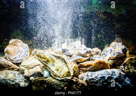 Vivre les huîtres sont dans l'aquarium, réservoir traditionnel au restaurant de fruits de mer à vendre, les coquillages. Banque D'Images