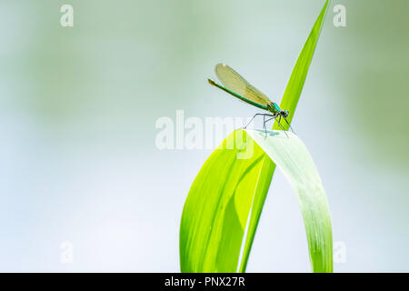 Calopteryx splendens ,femelle subadulte bagués demoiselle se percher sur feuille verte.Natural fond flou avec copie espace.uk.La faune d'insectes colorés. Banque D'Images