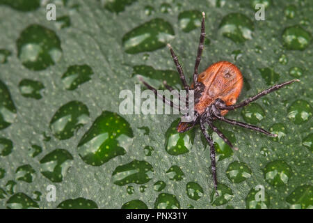 Tique face inférieure sur la structure des feuilles humides. Ixodes ricinus. Close-up d'un insecte parasite dangereux à l'envers. Fond vert avec des gouttes d'eau. Banque D'Images