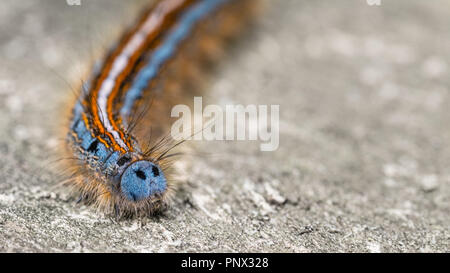 Lackey caterpillar papillon de close-up. Bleu mignon visage. Malacosoma neustrie. Belle nuit de larve colorée, longue bande de couleur de l'insecte. Hairy plante nuisible. Banque D'Images