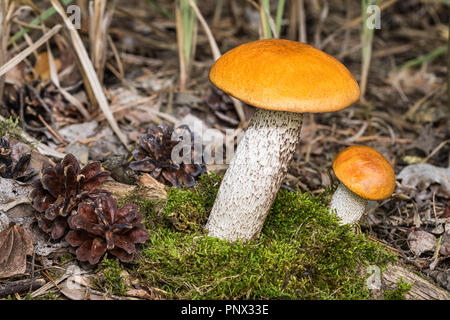 Bouleau Orange les bolets close-up. Le Leccinum versipelle. Deux champignons comestibles avec tige blanche pousse à proximité de mousse verte. Cônes brun. Petits et gros cèpes. Banque D'Images