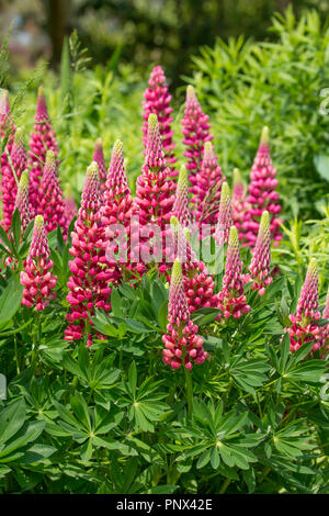 'Lupin Galley Red' Banque D'Images