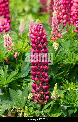 'Lupin Galley Red' Banque D'Images