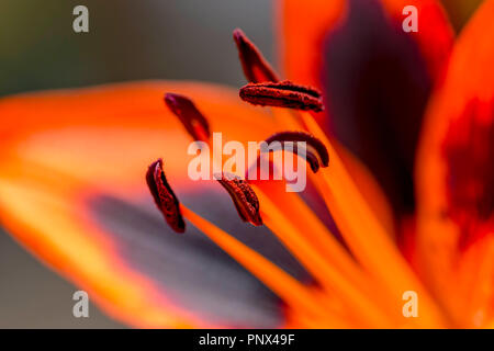 Lily Allen plante en pleine floraison Banque D'Images