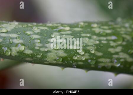 Divers jardin fleurs, belles couleurs luxuriantes de pétales, avec beaucoup de flou. Macro Banque D'Images