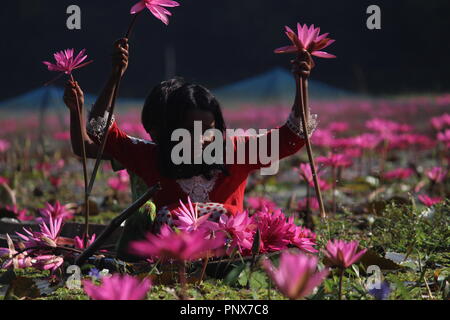 Recueillir des enfants du Bangladesh nénuphars rouge à partir de zones humides dans Narayangong. © Nazmul Islam/Alamy Stock Photo Banque D'Images