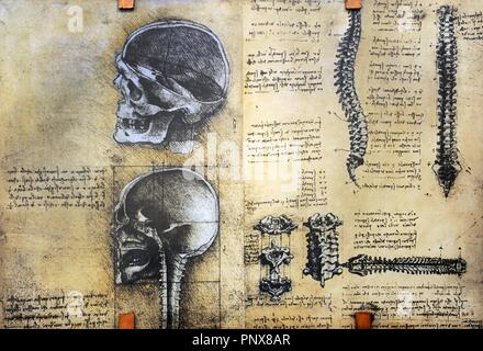 Étude de l'anatomie par Leonardo Da Vinci. 15e siècle. La structure du squelette. Musée national des sciences et de la technologie Léonard de Vinci. Milan. L'Italie. Banque D'Images