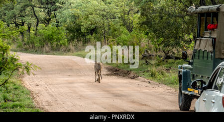 Cheetah marche sur route dans le Parc National Kruger, Afrique du Sud Banque D'Images