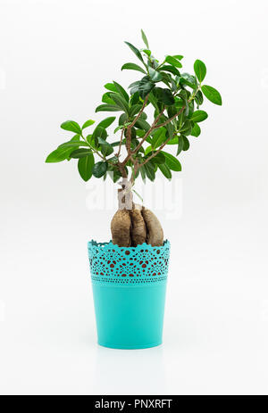 Beau petit bonsaï dans un pot de fleur turquoise isolé sur un fond blanc avec un chemin de détourage. Banque D'Images