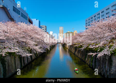 La saison des cerisiers en fleur à Tokyo au Japon, Meguro river rivière Meguro Festival Sakura. Banque D'Images