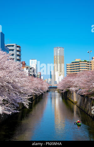 La saison des cerisiers en fleur à Tokyo au Japon, Meguro river rivière Meguro Festival Sakura. Banque D'Images