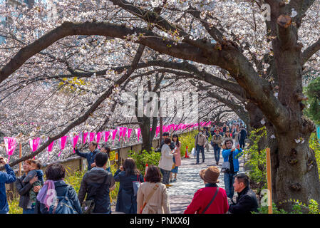 La saison des cerisiers en fleur à Tokyo au Japon, Meguro river rivière Meguro Festival Sakura. Banque D'Images