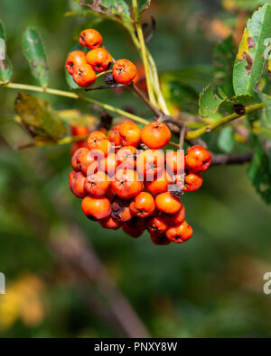 Petits fruits orange sur un arbre Mountain-Ash, Sorbus americanus, au début de l'automne dans les Adirondacks, NY USA Banque D'Images