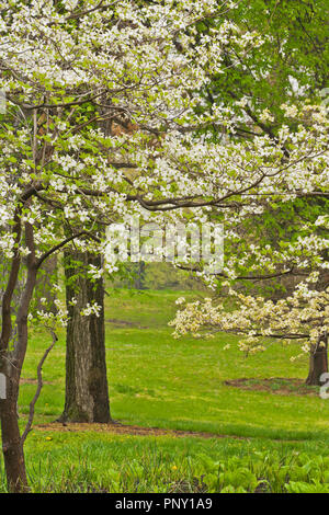 La floraison cornouiller en fleurs sur un jour de printemps pluvieux par Murphy Lake Forest Park. Banque D'Images