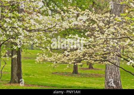 La floraison cornouiller en fleurs sur un jour de printemps pluvieux par Murphy Lake Forest Park. Banque D'Images