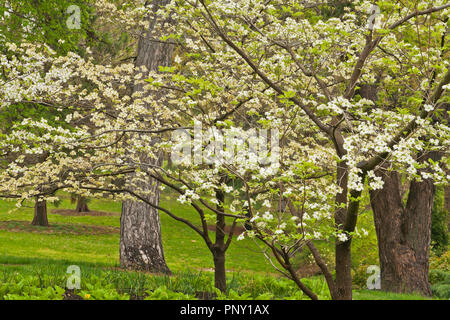 La floraison cornouiller en fleurs sur un jour de printemps pluvieux par Murphy Lake Forest Park. Banque D'Images