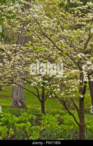 La floraison cornouiller en fleurs sur un jour de printemps pluvieux par Murphy Lake Forest Park. Banque D'Images