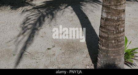 Tronc de l'arbre en face de l'ombre du tronc et des feuilles de palmier sur une plage de sable blanc des Caraïbes dans le Yucatan mexicain Banque D'Images