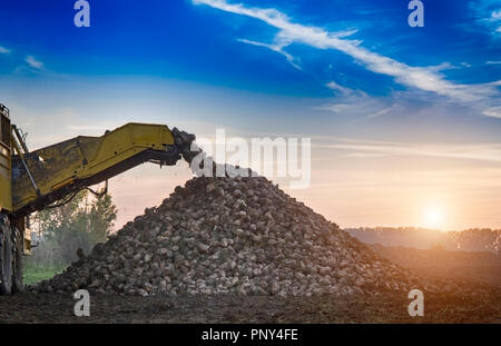 La récolte de la betterave à sucre sur fond de coucher du soleil Banque D'Images