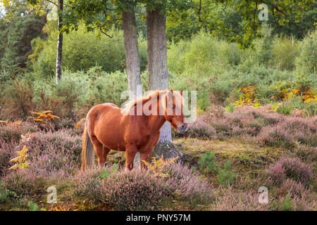 Un cheval islandais marron fait paître dans les bois et purple heather à Smart's Heath, commune Mayford, Woking, Surrey, UK en automne