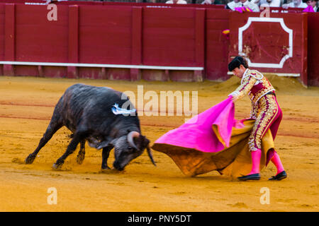 Bull Racing avec matador, torero ou toureiro en vêtements traditionnels, la tauromachie, arène Plaza de Toros de la Real de Banque D'Images