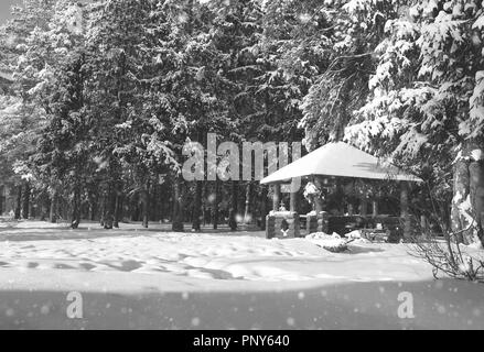 Gazebo en bois monochrome en forêt en hiver journée ensoleillée Banque D'Images