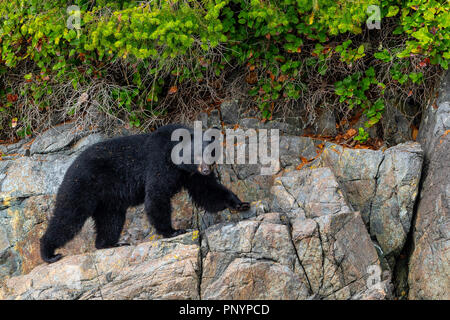 L'ours noir à marcher le long de la ligne de marée haute sur une petite île dans l'archipel Broughton, près de la forêt du Grand Ours, Territoire des premières nations de la côte Banque D'Images