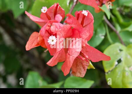 Bougainvillea glabra rouge aussi connu comme le moindre des bougainvillées ou paperflower Banque D'Images