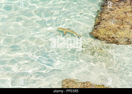 Un requin piscine à proximité de l'hôtel aux Maldives. Banque D'Images