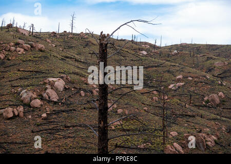 Brûlé les arbres de la 2002 Hayman Fire 16 ans plus tard dans le Pike National Forest of Colorado. Banque D'Images