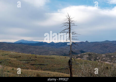 Lone Tree brûlé du 2002 Hayman Fire 16 ans plus tard dans le Pike National Forest of Colorado. Banque D'Images